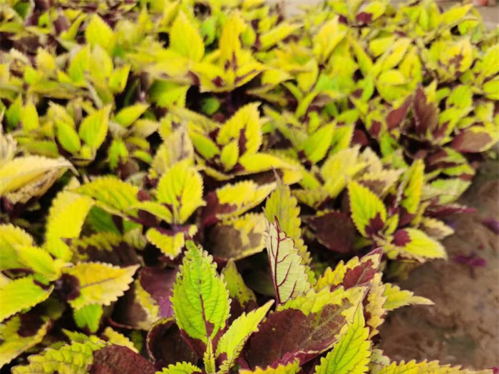彩葉草